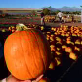 Pumpkin picking patches across the North East are opening in October (Image: Getty Images)