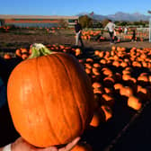 Pumpkin picking patches across the North East are opening in October (Image: Getty Images)