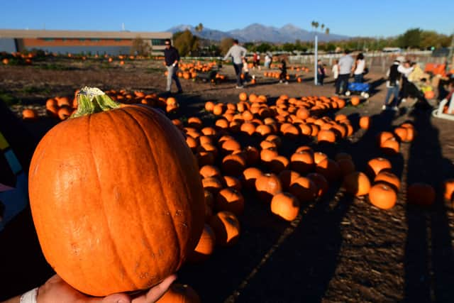 Pumpkin picking patches across the North East are opening in October (Image: Getty Images)