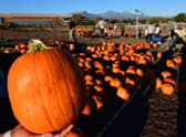 Pumpkin picking patches across the North East are opening in October (Image: Getty Images)