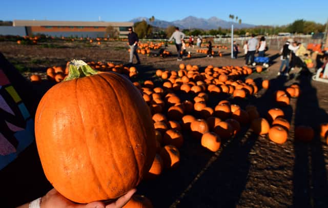 Pumpkin picking patches across the North East are opening in October (Image: Getty Images)