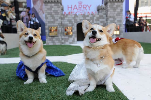 Corgi sales soar following Queen Elizabeth’s death