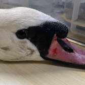 The swan was attacked in Exhibition Park (Image: RSPCA)