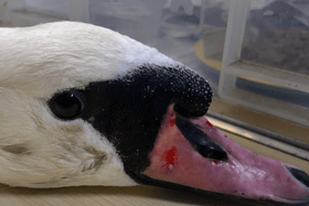 The swan was attacked in Exhibition Park (Image: RSPCA)