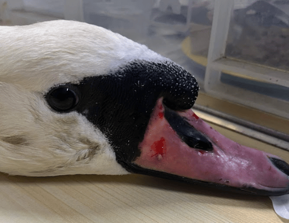 <p>The swan was attacked in Exhibition Park (Image: RSPCA)</p>