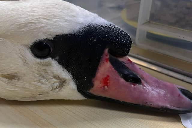 The swan and cygnet were attacked at Exhibition Park, Newcastle (Image: RSPCA)