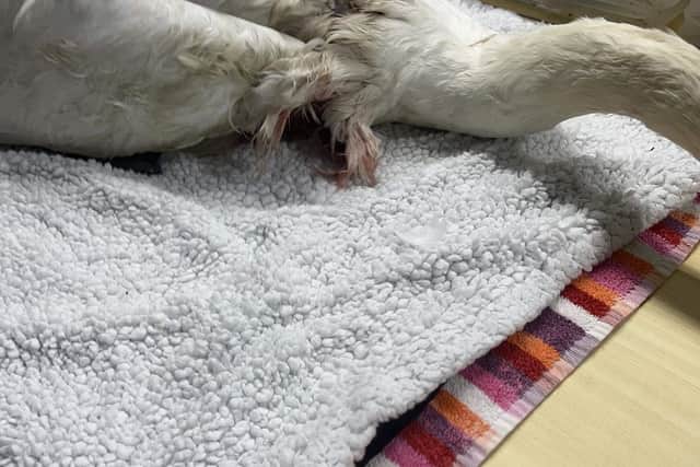Injuries sustained with consistent with a dog attack (Image: RSPCA)