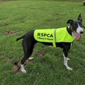 Many animals in the RSPCA need new homes