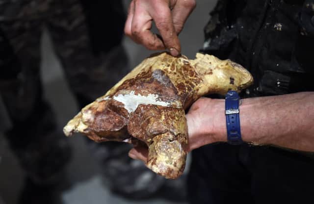 Dinosaur fossils are very fragile and can break if extreme care isn’t taken when digging them up.