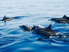 Dolphins spotted in UK waters as pod swim happily alongside RNLI boat - watch video taken of sighting 