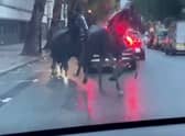 Screen grabs showing the bizarre moment three horses galloped through traffic - in the middle of London. 