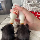 The newborn kittens are now being hand reared by an RSPCA inspector
