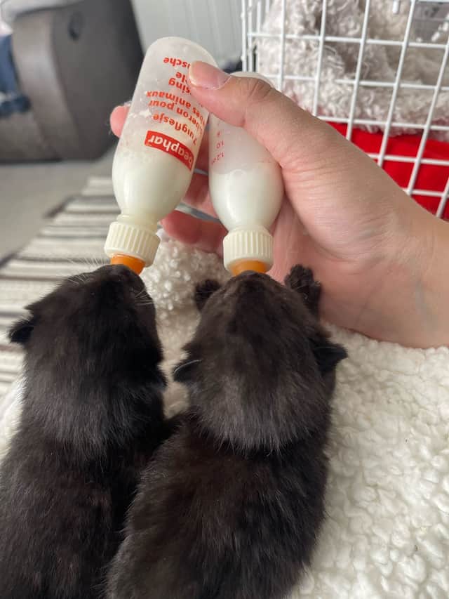 The newborn kittens are now being hand reared by an RSPCA inspector