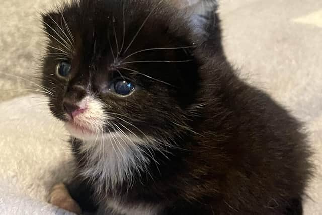 The newborn kittens were found in a cardboard box