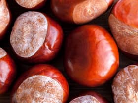 Conkers