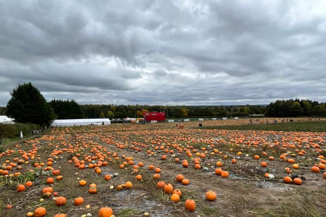 A sea of pumpkins at Brocksbushes Farm
