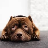 The RSPCA has launched its Summer Cruelty Campaign.