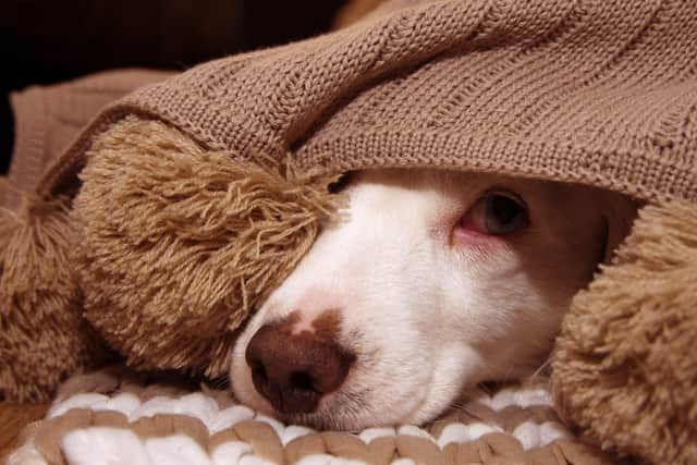 Bonfire night can be a stressful time for pets