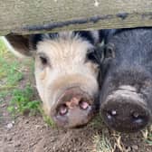 Smokey and Haggis were rehomed together to County Durham