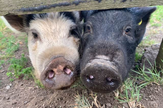 Smokey and Haggis were rehomed together to County Durham