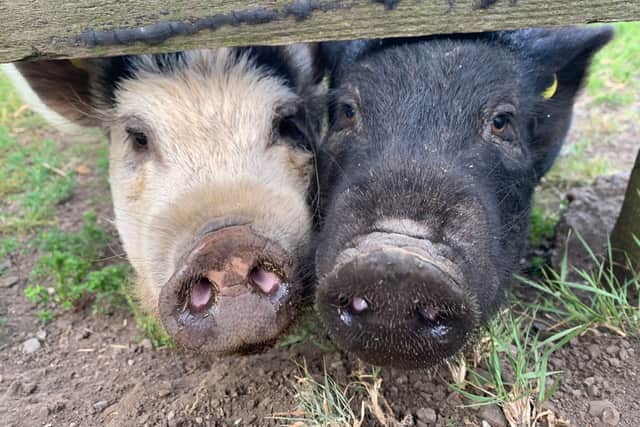 Smokey and Haggis were rehomed together to County Durham