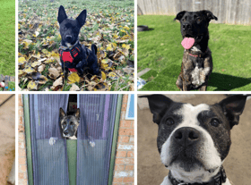 The dogs are currently at the fantastic Newcastle Dog and Cat Shelter.