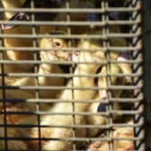 Ducklings sit in a cage waiting to be sent to a slaughterhouse for extermination due to the avian flu outbreak that began in late November, at a farm in Doazit, southwestern France, on January 26, 2022. - The French government said on January 20, 2022, that it would cull more than one million birds in the coming weeks to fight a surging outbreak of avian flu on poultry farms.