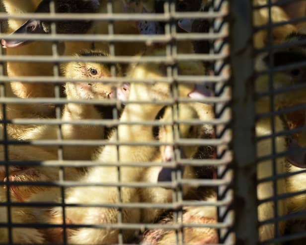 Ducklings sit in a cage waiting to be sent to a slaughterhouse for extermination due to the avian flu outbreak that began in late November, at a farm in Doazit, southwestern France, on January 26, 2022. - The French government said on January 20, 2022, that it would cull more than one million birds in the coming weeks to fight a surging outbreak of avian flu on poultry farms.