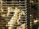 Ducklings sit in a cage waiting to be sent to a slaughterhouse for extermination due to the avian flu outbreak that began in late November, at a farm in Doazit, southwestern France, on January 26, 2022. - The French government said on January 20, 2022, that it would cull more than one million birds in the coming weeks to fight a surging outbreak of avian flu on poultry farms.