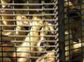 Ducklings sit in a cage waiting to be sent to a slaughterhouse for extermination due to the avian flu outbreak that began in late November, at a farm in Doazit, southwestern France, on January 26, 2022. - The French government said on January 20, 2022, that it would cull more than one million birds in the coming weeks to fight a surging outbreak of avian flu on poultry farms.
