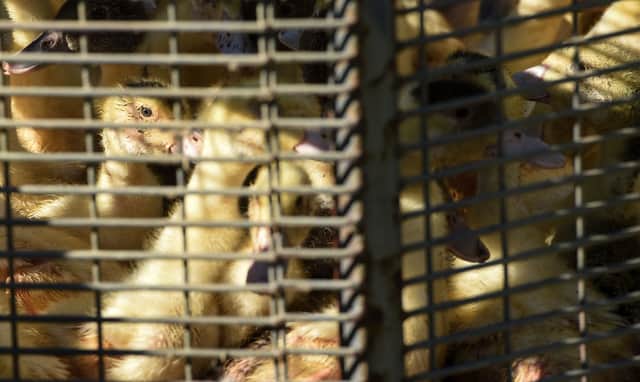 Ducklings sit in a cage waiting to be sent to a slaughterhouse for extermination due to the avian flu outbreak that began in late November, at a farm in Doazit, southwestern France, on January 26, 2022. - The French government said on January 20, 2022, that it would cull more than one million birds in the coming weeks to fight a surging outbreak of avian flu on poultry farms.