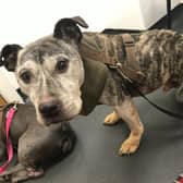 Three dogs were neglected in Newcastle - only one survived