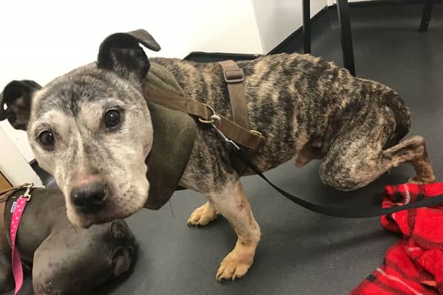 Three dogs were neglected in Newcastle - only one survived