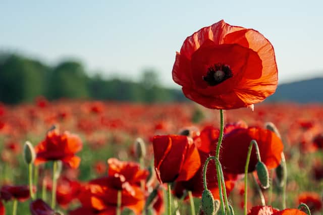 The poppy is the symbol used for Rememberance Sunday