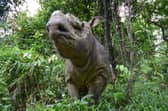 The Sumatran rhino has been battling extinction for nearly a million years, with problems beginning in the last Ice Age. 