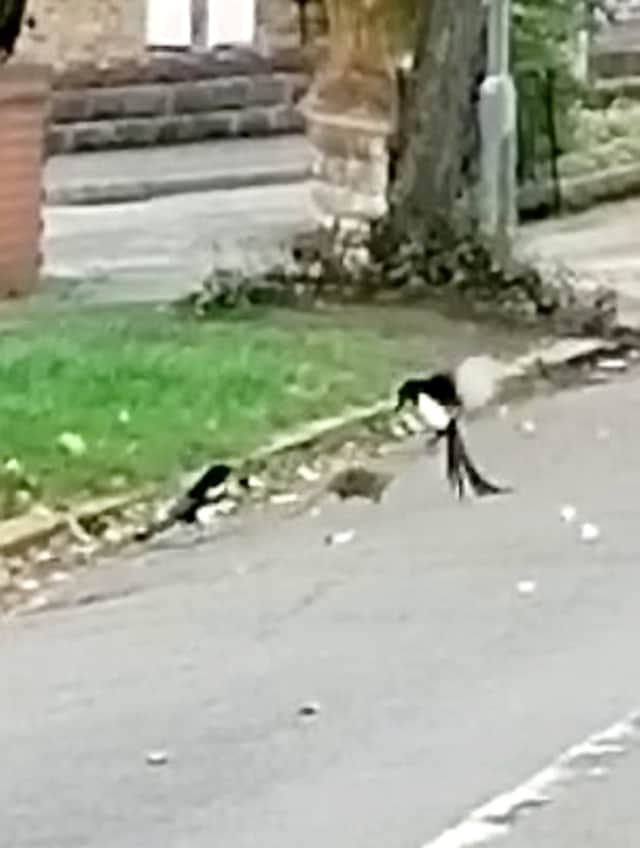 This is the moment a 'brave' brown rat took on two magpies in a Stoke-on-Trent street battle