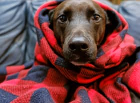 Keeping pets warm will be an important task for owners this winter