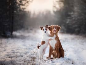 Here’s how you can keep your beloved pet pooch warm and healthy during winter. 