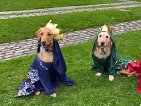 The dogs taking part in the Pets2impress Christmas film
