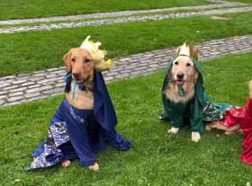 The dogs taking part in the Pets2impress Christmas film