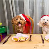 Dogs can enjoy the Doggy Delights menu at Felton’s Northumberland Arms