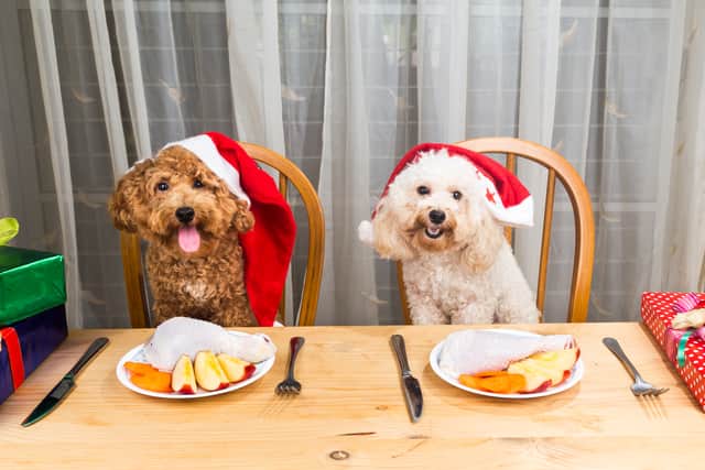 Dogs can enjoy the Doggy Delights menu at Felton’s Northumberland Arms