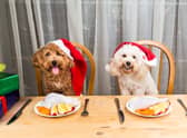 Dogs can enjoy the Doggy Delights menu at Felton’s Northumberland Arms