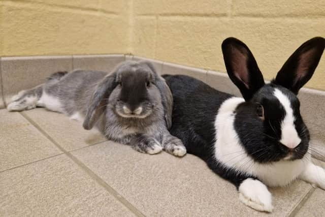 Roger and Mabel are up for adoption at Blue Cross this Christmas