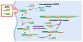 Graphic of oncolytic DNA hairpin pairs (oHPs) being are introduced to the cancer cell. When the oHPs encounter the tumour-causing overexpressed microRNA (miRNA), they unravel to connect with the miRNA and each other to form longer DNA strands. These elongated strands then trigger an immune response, the bodys built-in defence mechanism, which inhibits further tumour growth. 