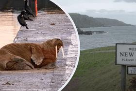 Thor the walrus and New Asgard (Image: SWNS / YouTube)