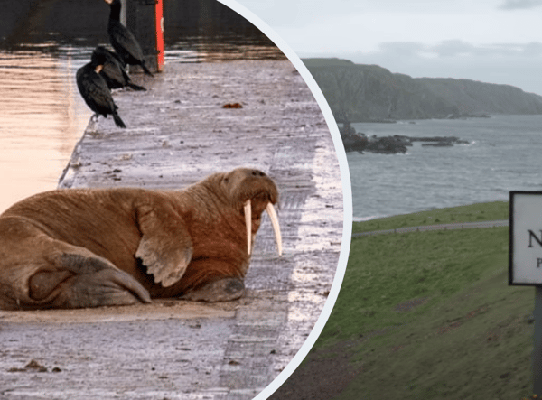 Thor the walrus and New Asgard (Image: SWNS / YouTube)