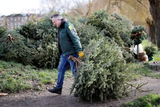 The first week of January sees households flock to recycle their tree and move on from Christmas festivities (Image: Getty Images)