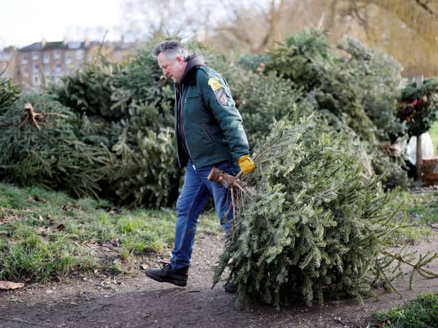 The first week of January sees households flock to recycle their tree and move on from Christmas festivities (Image: Getty Images)