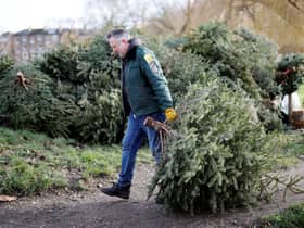 The first week of January sees households flock to recycle their tree and move on from Christmas festivities (Image: Getty Images)